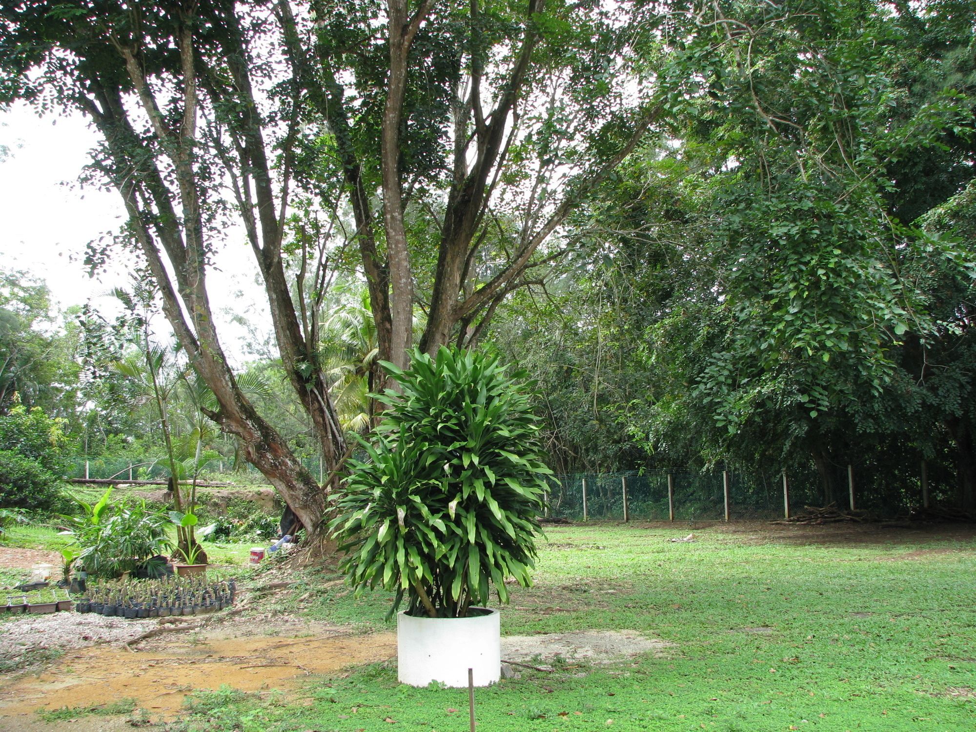 Mersing Merlin Inn Bagian luar foto